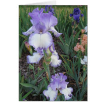 Light Purple Iris Greeting Card