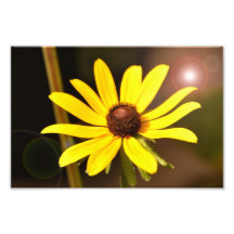 Light Ray flower Photo Art