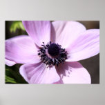 Lilac Anemone Poster