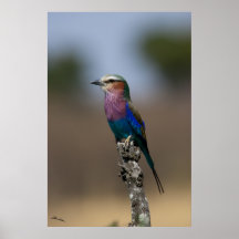 Lilac-breasted Roller Print