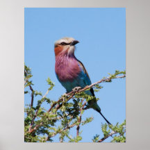 Lilac-breasted Roller Poster