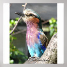 Lilac Breasted Roller Poster