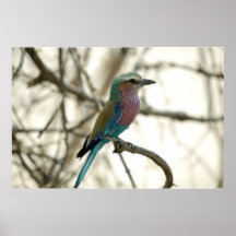 Lilac Breasted Roller Poster