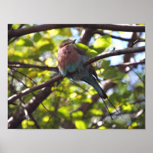 Lilac breasted Roller Print