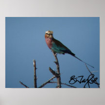 Lilac-Breasted Roller Posters
