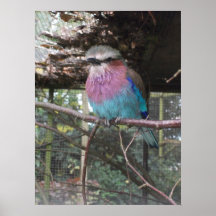 Lilac Breasted Roller Print