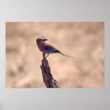 Lilac Breasted Roller Print