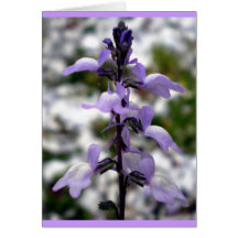 Lilac Dreams Card