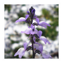 Lilac Dreams Gallery Wrap Canvas