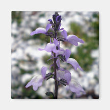 Lilac Dreams Magnet