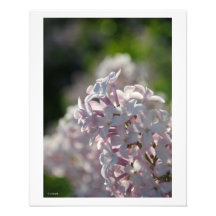 Lilac Macro Wall Decor Photo Print