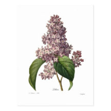 Lilac Postcards