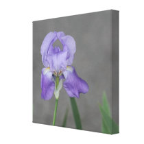 Lilac Purple Bearded Iris canvas prints