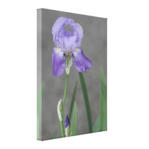 Lilac Purple Bearded Iris canvas prints