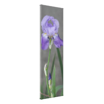 Lilac Purple Bearded Iris canvas prints