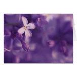 Lilacs, Blank Card, floral photography, greetings