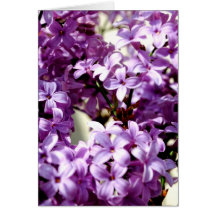 Lilacs Closer Still Greeting Card