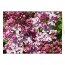 Lilacs Greeting Card