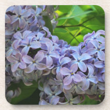 Lilacs in Full bloom Drink Coaster