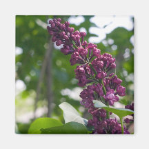 lilacs magnet