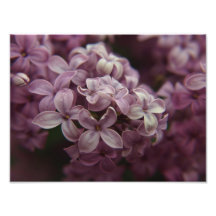 Lilacs Photograph