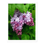 Lilacs Postcard