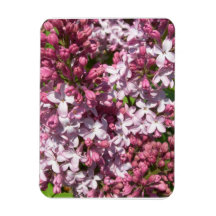 Lilacs  Premium Magnet