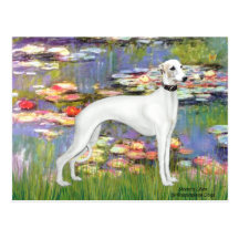 Lilies 2 - White Whippet (11b) Post Card