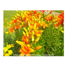 Lilies at Highland Park Fountain, Pittsburgh PA Post Cards