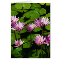 Lilies Greeting Card