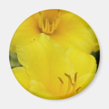 Lilies Magnets
