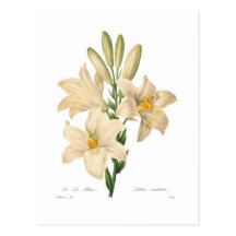Lilium candidum postcard