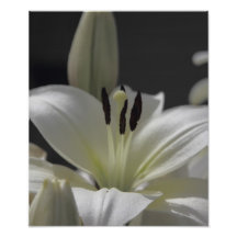 Lilly Photo Art