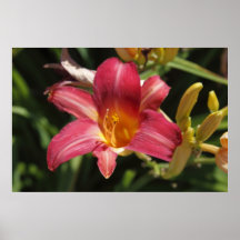 Lilly Poster