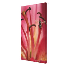 Lily and Agapostemon Stretched Canvas Prints
