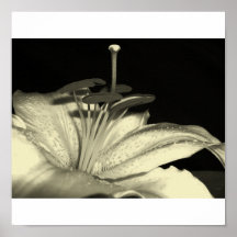 lily b/w poster