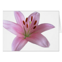 Lily - Blank greetings Card