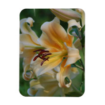 Lily Blossoms  Premium Magnet