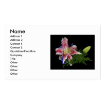 Lily Business Card