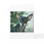 Lily Greeting Cards