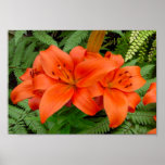 Lily flower - Iridescent orange (Matt 28-30) Posters