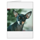 Lily Greeting Cards