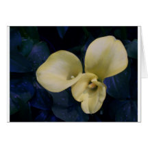 Lily Greeting Cards