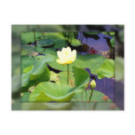 Lily in the Pond Postcards
