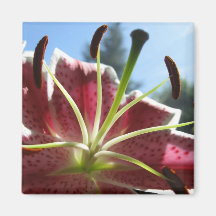 Lily Magnet