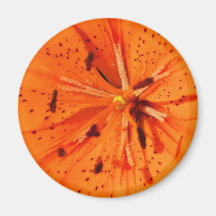 Lily Magnets