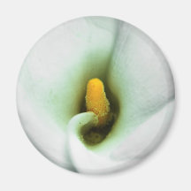 Lily Magnets