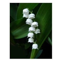 Lily of the Valley postcard