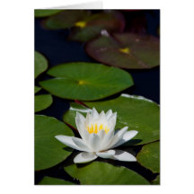 Lily Pad Card