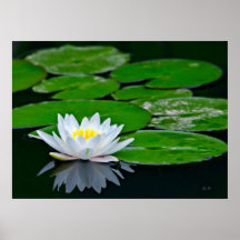 Lily Pads and Lotus Posters
